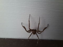Backobourkia brouni