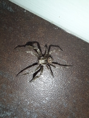 Backobourkia brouni