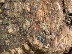 Rosellinia