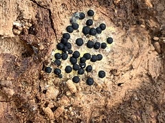 Rosellinia