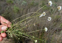 Phyllopodium capillare