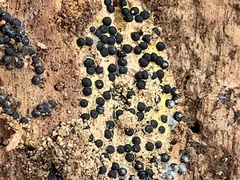 Rosellinia