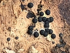 Rosellinia