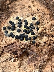 Rosellinia
