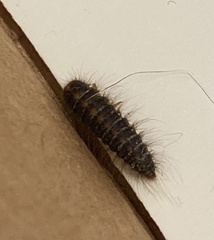 Dermestidae