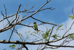 Eupsittula canicularis