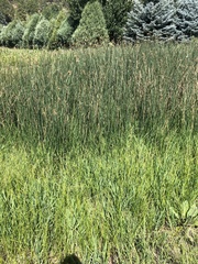 Carex pellita