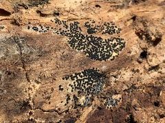 Rosellinia