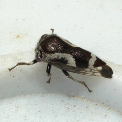 Ophiderma