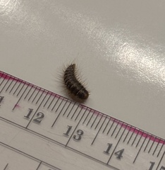 Dermestidae