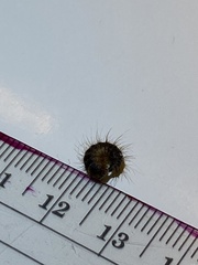 Dermestidae