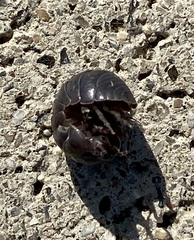 Armadillidium