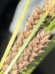 Carex pellita