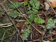 Geum vernum