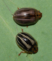 Paropsisterna insignita