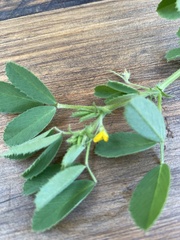 Medicago
