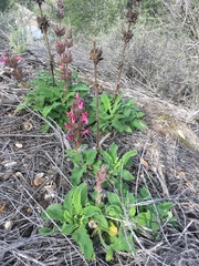 Salvia spathacea