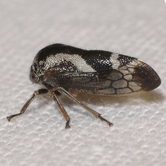 Ophiderma