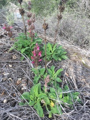 Salvia spathacea