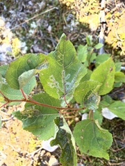 Phyllocnistis labyrinthella