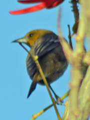 Icterus cucullatus