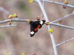 Psychomorpha epimenis