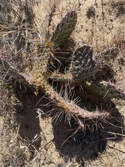 Opuntia tortispina