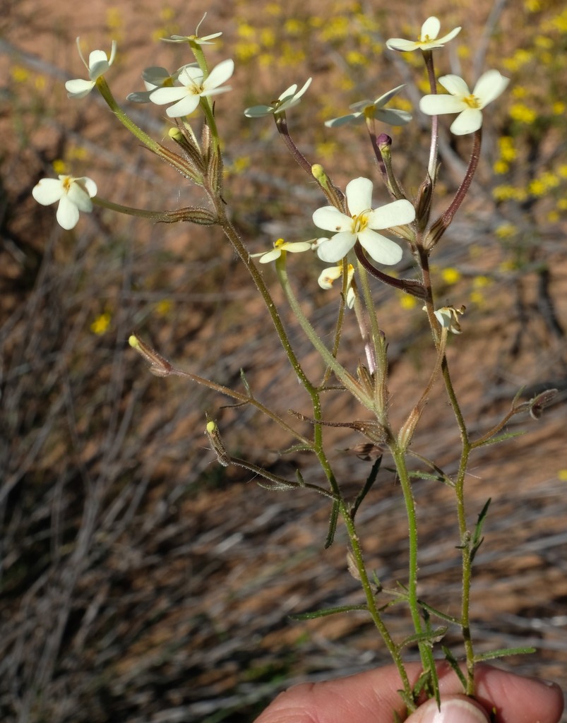 Polycarena gilioides