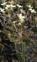 Polycarena gilioides