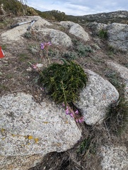 Penstemon clevelandii