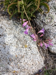 Penstemon clevelandii