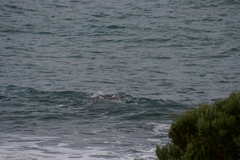 Tursiops