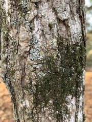 Phaeophyscia rubropulchra