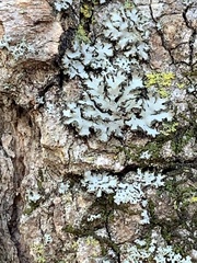 Phaeophyscia rubropulchra