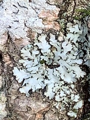 Phaeophyscia rubropulchra