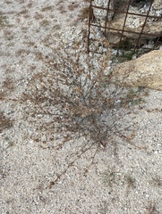 Ambrosia acanthicarpa