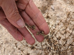 Ambrosia acanthicarpa