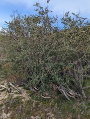 Ceanothus leucodermis