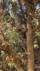 Cupressus sempervirens