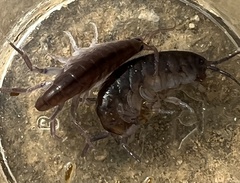 Traskorchestia traskiana