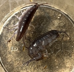 Traskorchestia traskiana