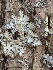 Phaeophyscia rubropulchra