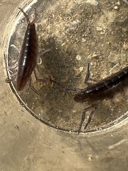 Traskorchestia traskiana