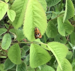 Olethreutes arcuella