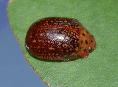 Paropsisterna cernua