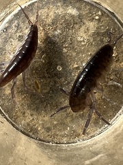 Traskorchestia traskiana