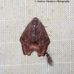 Macaduma borneana