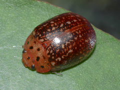 Paropsisterna cernua