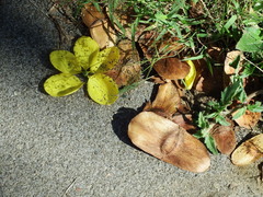 Terminalia calamansanai