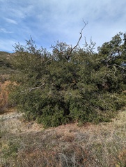Quercus agrifolia oxyadenia